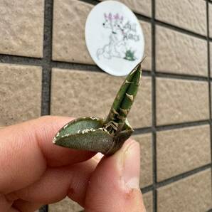 Agave Titanota 極上”COK_01“ 直子株 ぶつぶつ アガベ オテロイ チタノタ [Chill__Plants] チルプラ 検(ゴジラ の画像4