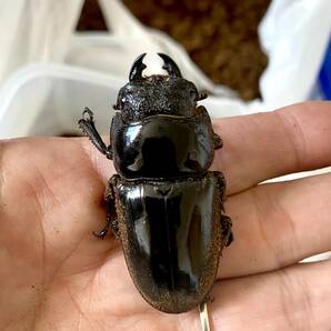 【幼虫8頭】パラワンオオヒラタクワガタ パラワン パラワンオオヒラタの画像5