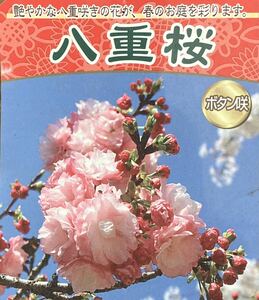 八重桜 苗木