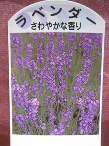  lavender (..... fragrance ) seedling 