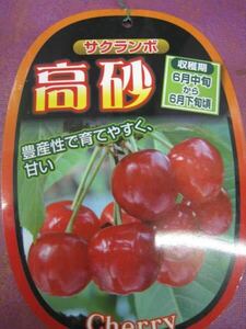 Саженцы вишни-опылителя Сато Нисики (Такасаго)