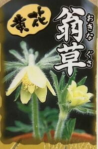 多年草 黄花 翁草 苗