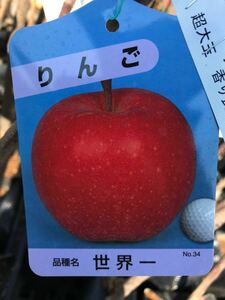 超大玉リンゴ(世界一林檎)接木苗木