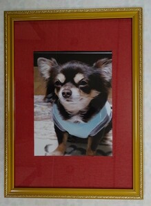 * work name of product : * dog. photograph ( frame entering photograph )