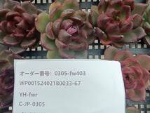 0305-fw403 ブラックローズ16個 ☆多肉植物　エケベリア　韓国_画像3