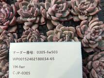 0305-fw503 ホワイトアイス25個 ☆多肉植物　エケベリア　韓国_画像3
