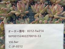 0312-fw214 シュガーザラゴーサ30個 ☆多肉植物　エケベリア　韓国_画像3