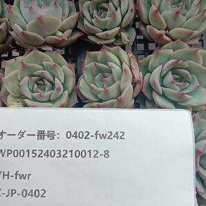 0402-fw242 ピンクチップス16個 ☆多肉植物 エケベリア 韓国の画像3