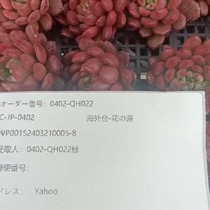0402-QH022 ピンクルビー25個 ☆多肉植物 エケベリア 韓国の画像3