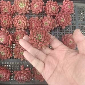 0402-QH022 ピンクルビー25個 ☆多肉植物 エケベリア 韓国の画像1