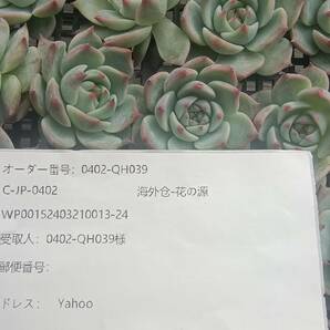 0402-QH039 チワワエンシス25個 ☆多肉植物 エケベリア 韓国の画像3