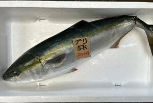 [ Wakayama production ] natural yellowtail (5k) freezing sashimi for 