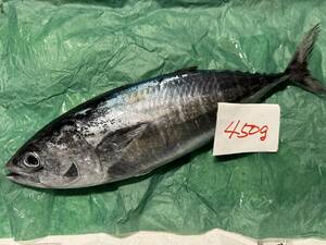 [500 иен старт ][ Wakayama производство ]книга@ ширина ( обыкновенный тунец. ребенок )(450g) рефрижератор sashimi для 
