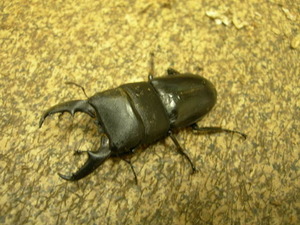  Okayama prefecture production common ta stag beetle larva 5 head 