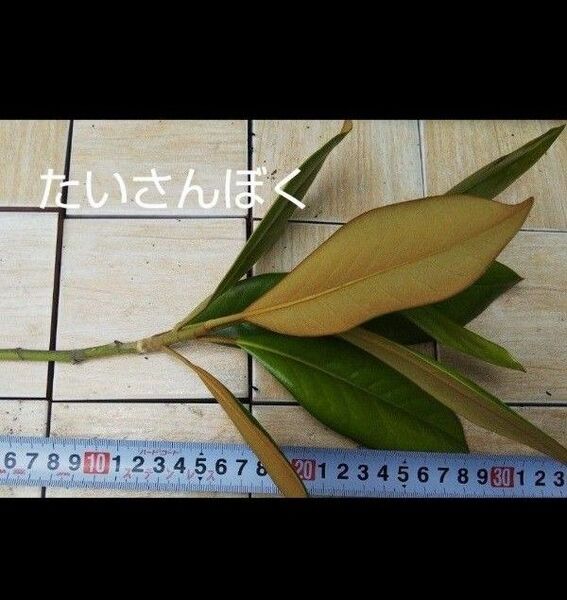 泰山木 カット苗 2本