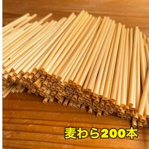 麦わら 約200本 脱プラスチック ヒンメリ、ストロースター作りに