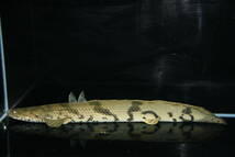 セール！！ギニア　DABOLA　RIVER　POエンドリケリー５８．５ｃｍ♀ＮＯ２_画像3