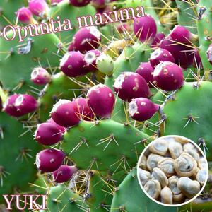 オプンチア・マキシマ 種子 10粒/Opuntia maxima