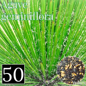 アガベ・ジェミニフローラ 種子x50[5月入荷！]Agave geminiflora