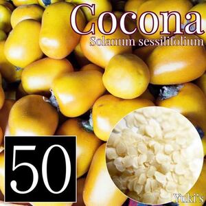 ココナ 種子x50[熱帯ベジタブル]Solanum sessilifplium