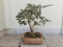 盆栽 杜松 トショウ 中品 樹高52㎝ としょう ジン シャリ ヒノキ科 常緑針葉樹 植木 鉢植え 植物 松柏類_画像4