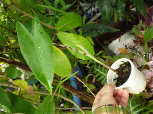 YFK2 サトイモ　Alocasia zebrina. Mindanao, Philippines.