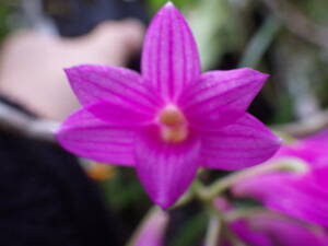 YFK2 洋蘭　Dendrobium goldschmidtianum. Nueva vizcaya, Luzon, Philippines.