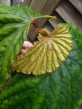 YFK2 ベゴニア　Begonia sp. Philippines._画像3