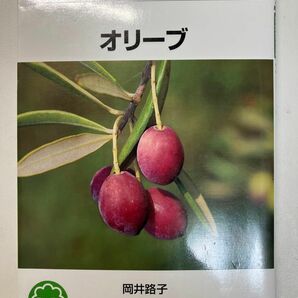 オリーブ （ＮＨＫ趣味の園芸　よくわかる栽培１２か月） 岡井路子／著