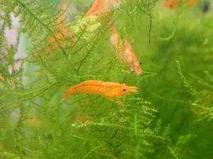  orange Cherry shrimp 15 pcs # Red Bee Shrimp # ultimate fire .# yellow Cherry shrimp # aquarium 