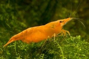  free shipping! orange Cherry shrimp 10 pair (20 pcs )