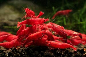 Красная вишневая креветка 50 #Red Bee Shrimp #stophyl eepp