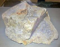 インドネシア　ジャワ島産巨石天然フォシルコーラル原1315g［珊瑚の化石］激レア石^ ^_画像4