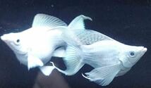 【吉Aqua】　フルホワイト　ショートボディー　モーリー　熱帯魚　1匹 ★死着補償有_画像4