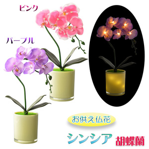 仏花【胡蝶蘭と花器が光るLEDライト　シンシア：胡蝶蘭　ピンク・パープル】 送料無料