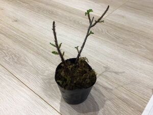 # - manas. рассада *1 pot * растение в горшке * двор ..