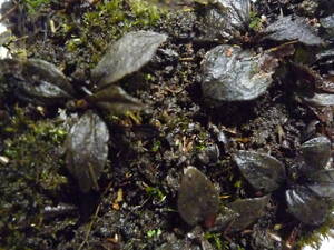 ●山野草●センブリ（ロゼット）●７本●庭・鉢植え 　