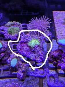 ウミキノコ　メタリックグリーン　サンゴ