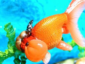 ★金魚携帯ストラップ　スイホウガン(赤)　可愛いおとと#金魚ストラップ・根付アクセサリー