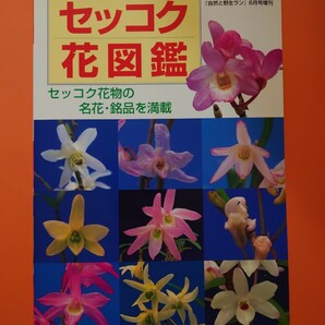 ★美品★［セッコク花図鑑］セッコク花物の名花・銘品を満載 『自然と野生ラン』増刊 新企画出版局 石斛の画像1