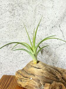 [Frontier Plants] [ reality goods ]chi Ran jia* flexible -reti-T. Flexy Redy (T. flexuosa x (T. concolor x streptophylla))brome rear 