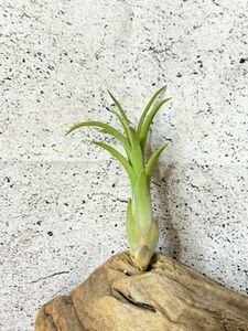 【Frontier Plants】 【現品】チランジア・モルドールファイアー　T. Mordor Fire (T. intermedia X T. ionantha Fuego) ブロメリア
