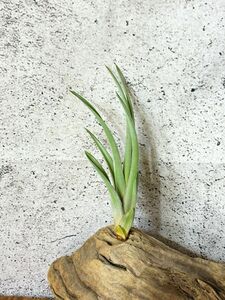 【Frontier Plants】 【現品】チランジア・ネブリナ　T. Neblina（T. El Ultimo (T. fasciculata × T. concolor)×T. streptophylla）
