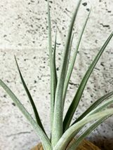 【Frontier Plants】 【現品】チランジア・イキシスター　T. Ixistar (T. ixioides X T. argentina) ブロメリア　エアープランツ_画像2
