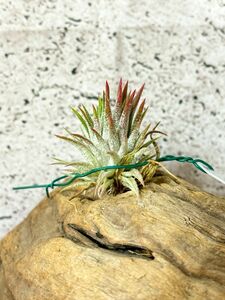 [Frontier Plants] [ reality goods ]chi Ran jia*mayan Reagal T. Mayan Regalbrome rear air plant 