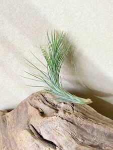 [Frontier Plants]chi Ran jia*fnki hole T. funckiana air plant brome rear 