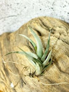 【Frontier Plants】 チランジア・クシフィオイデス　T. xiphioides