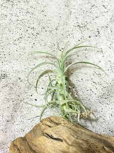 【Frontier Plants】 チランジア・ストラミネア・トールホワイト　T. straminea Tall White