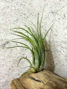 【Frontier Plants】 チランジア・セレリアナｘシルシナトイデス　T. seleriana x T. circinnatoides