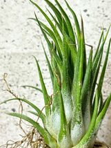 【Frontier Plants】 チランジア・プルイノーサｘセレリアナ　T. pruinosa x T. seleriana_画像1